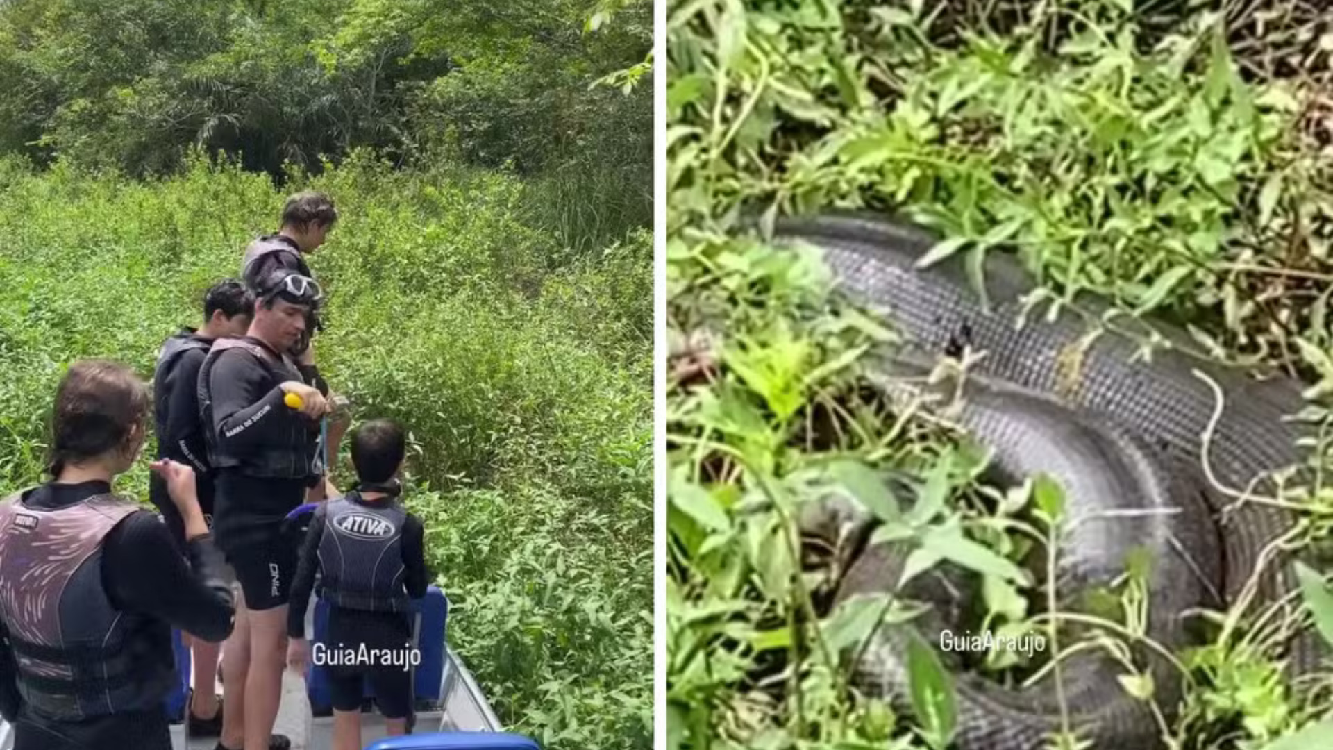 Sucuri de oito metros surpreende turistas em rio de Bonito